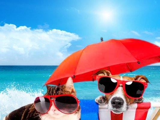 Especial Mascota Hotel Magic Aqua™ Excalibur Alfas del Pi Especial Mascota Hotel Magic Aqua™ Excalibur Alfas del Pi