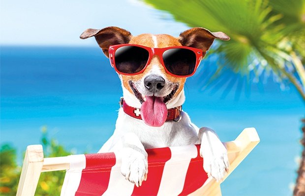 Spécial animaux de compagnie. nous sommes 'pet friendly' parc de vacances magic robin hood alfas del pi Spécial animaux de compagnie. nous sommes 'pet friendly' parc de vacances magic robin hood alfas del pi