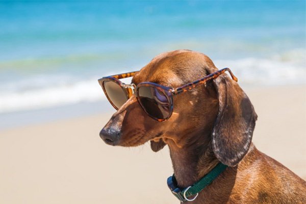 Holidays with your Pet Parc de Vacances Magic Robin Hood Alfas del Pi Holidays with your Pet Parc de Vacances Magic Robin Hood Alfas del Pi